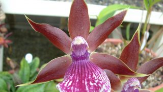 Zygopetalum Hybrid
