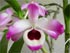 Dendrobium gallery