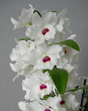 Dendrobium nobile Hybrid white