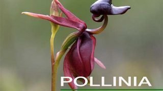 Pollinia July 2017