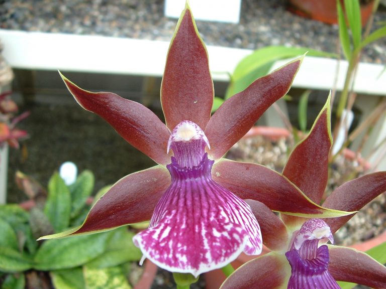 Zygopetalum Hybrid