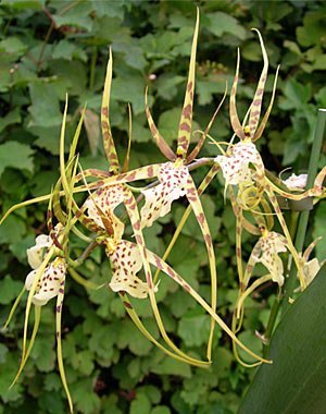 Brassia Hybrid Eternal Wind