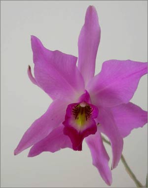 picture of Laelia anceps