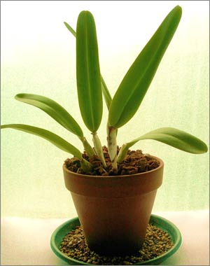 Avoid direct sunlight