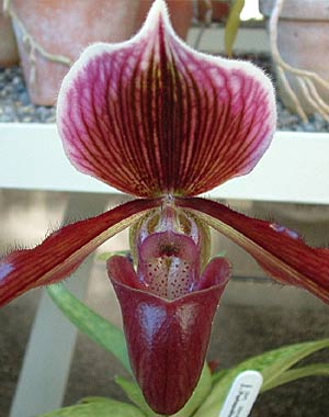 Paphiopedilum