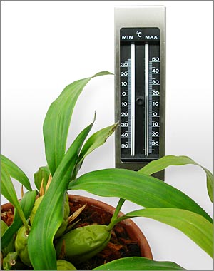 The right temperature is important for orchids