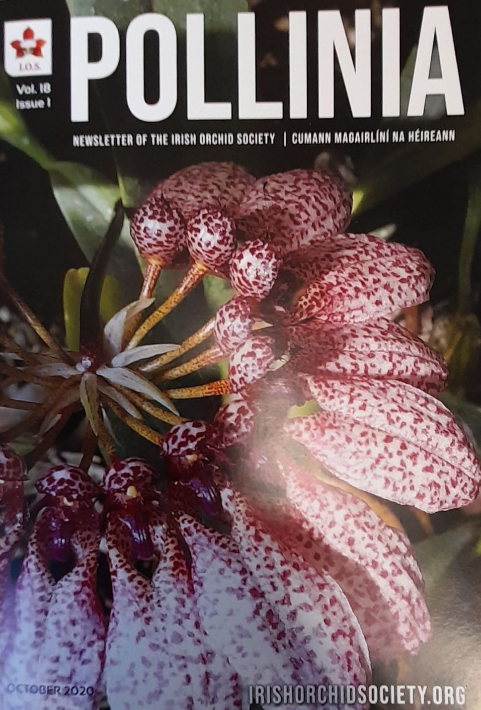 Pollinia Irish Orchid Society