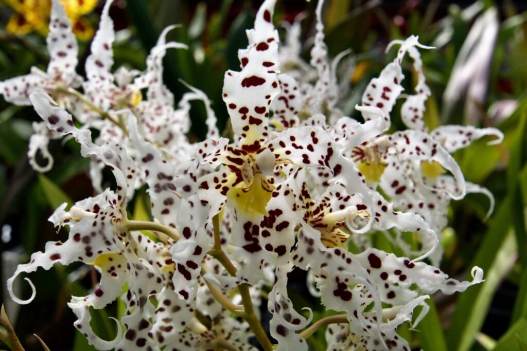 a flowering orchid at the Mathers foundation