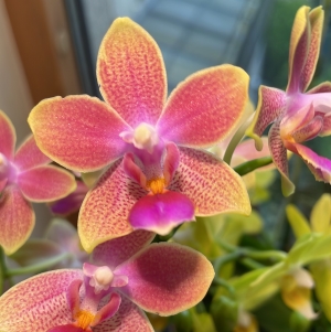 an image of the flowers of Phalaenopsis morning breeze