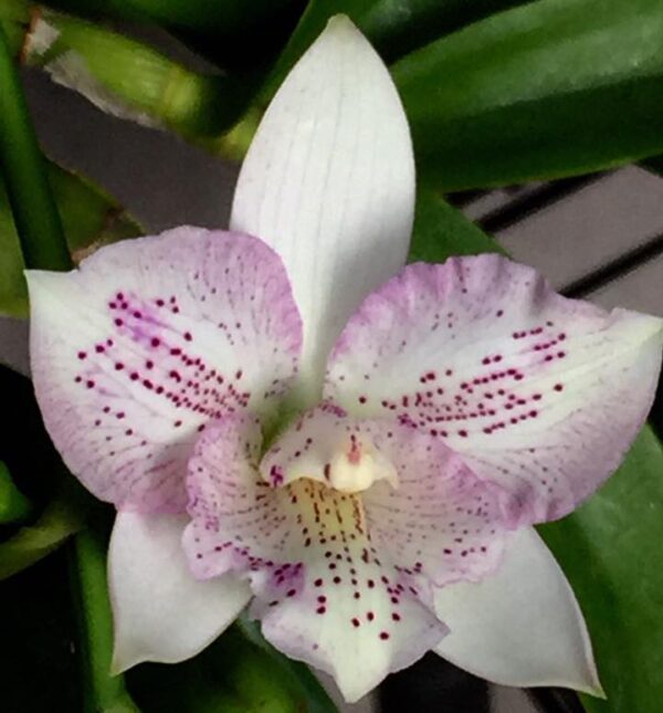 Caulocattleya Chantilly Lace