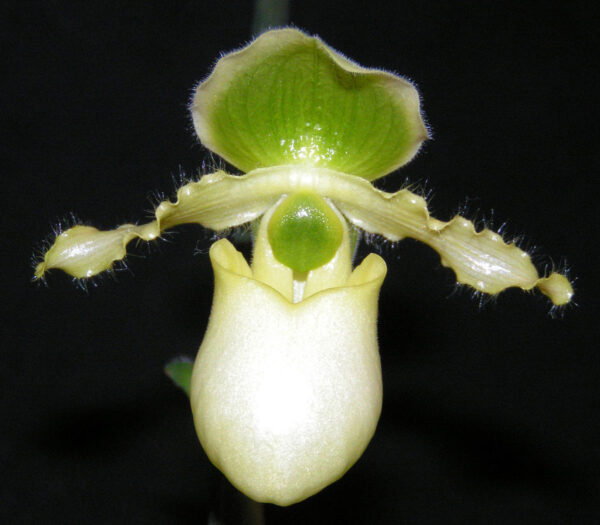 Paphiopedilum primulinum
